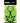 Leaf Green Keychain